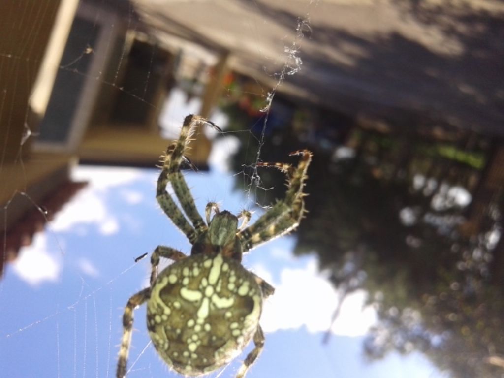 Araneus diadematus e opilione - Altamura (BA)